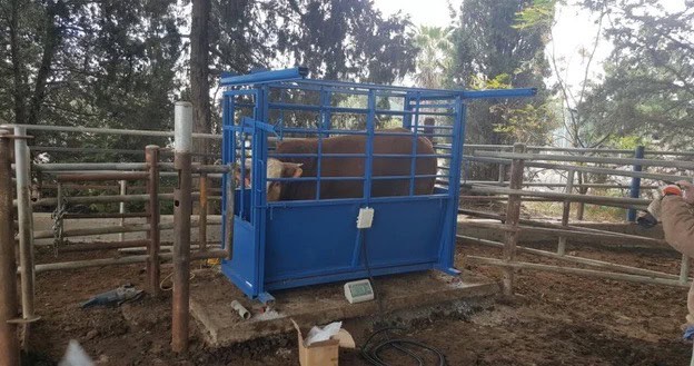 מאמרים 5 משקל לבעלי חיים